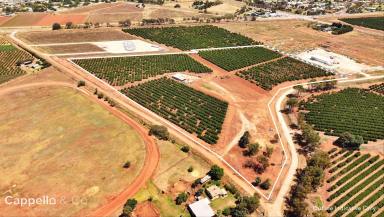 Horticulture For Sale - NSW - Yoogali - 2680 - CITRUS FARM WITH SHED & DWELLING ENTITLEMENT  (Image 2)