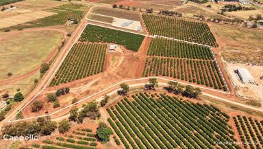 Horticulture For Sale - NSW - Yoogali - 2680 - CITRUS FARM WITH SHED & DWELLING ENTITLEMENT  (Image 2)