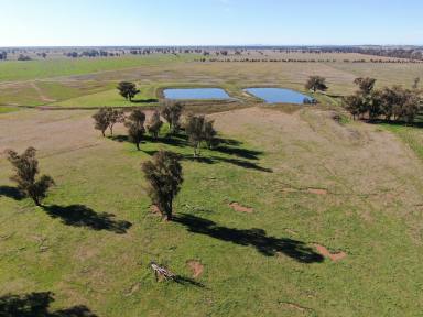 Mixed Farming For Sale - NSW - Forbes - 2871 - The Ultimate Mixed Farm With Crop Included  (Image 2)