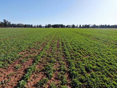 Mixed Farming For Sale - NSW - Forbes - 2871 - The Ultimate Mixed Farm With Crop Included  (Image 2)