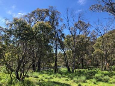 Lifestyle For Sale - NSW - Carlaminda - 2630 - "WEDGETAIL" 204 Acre Numeralla River Block  (Image 2)