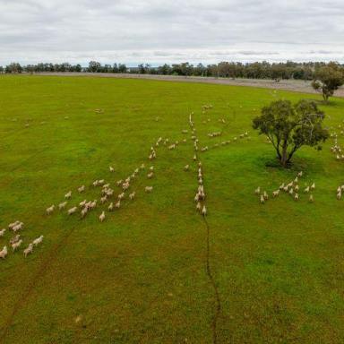 Mixed Farming For Sale - NSW - Condobolin - 2877 - Scale And Quality On The Banks Of The Mighty Humbug Creek  (Image 2)