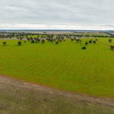 Mixed Farming For Sale - NSW - Condobolin - 2877 - Scale And Quality On The Banks Of The Mighty Humbug Creek  (Image 2)
