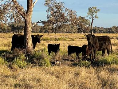 Cropping For Sale - NSW - Merah North - 2388 - Rare Mixed farming opportunity at Merah North "Forest Lodge"  (Image 2)