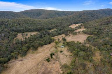 Livestock For Sale - QLD - Upper Pilton - 4361 - Income, Lifestyle or Both!  (Image 2)