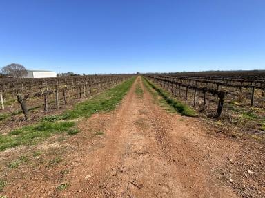 Viticulture For Sale - NSW - Yenda - 2681 - PRODUCTIVE VINEYARD WITH DRIP IRRIGATION SYSTEM UPGRADE  (Image 2)