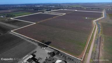 Viticulture For Sale - NSW - Yenda - 2681 - PRODUCTIVE VINEYARD WITH DRIP IRRIGATION SYSTEM UPGRADE  (Image 2)