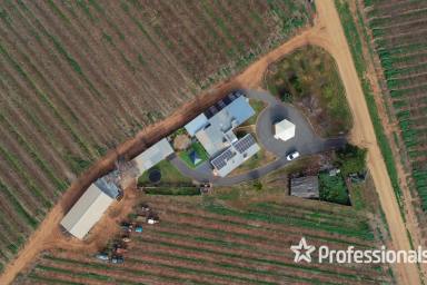 Other (Rural) For Sale - VIC - Cardross - 3496 - 42 Acre Table Grape Property & Packing Shed  (Image 2)