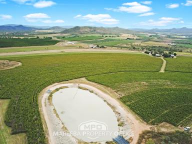 Horticulture For Sale - QLD - Dimbulah - 4872 - RED SANDY LOAM SOILS, 75.41 HA, 152 ML WATER  (Image 2)