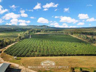 Horticulture For Sale - QLD - Mutchilba - 4872 - PRIME ORCHARD FARM INVESTMENT  (Image 2)