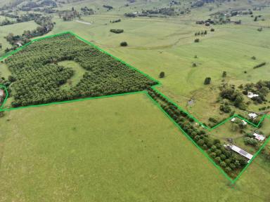 Horticulture For Sale - NSW - Kyogle - 2474 - 'RIVERSIDE' PECAN FARMING + MORE  (Image 2)