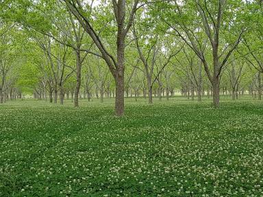 Horticulture For Sale - NSW - Kyogle - 2474 - 'RIVERSIDE' PECAN FARMING + MORE  (Image 2)