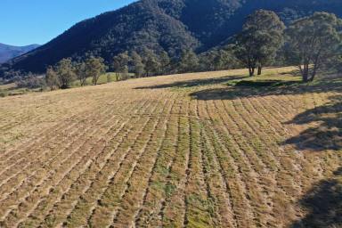 Other (Rural) For Sale - VIC - Dargo - 3862 - Dreaming of Dargo?  (Image 2)