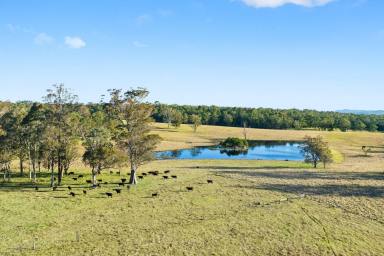 Livestock Auction - NSW - Bodalla - 2545 - The Airstrip - Excellent Location – Princes Highway Frontage  (Image 2)