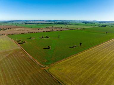 Cropping For Sale - NSW - Methul - 2701 - The 'Golden Triangle' property you don't want to miss!  (Image 2)