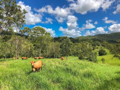 Livestock For Sale - QLD - Langshaw - 4570 - MOUNTAIN VALE  (Image 2)