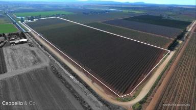 Viticulture For Sale - NSW - Bilbul - 2680 - BUILD A DREAM HOME ON ACREAGE MINUTES FROM TOWN  (Image 2)
