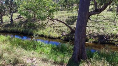 Lifestyle For Sale - NSW - Inverell - 2360 - Acreage, Hobby, Retiree or Horse Enthusiast! REDUCED!  (Image 2)