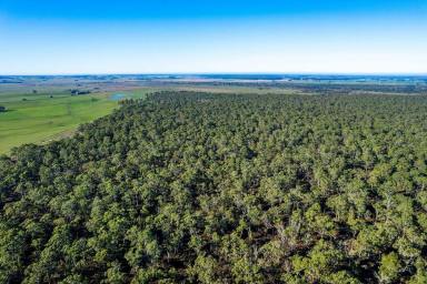 Other (Rural) For Sale - VIC - Macarthur - 3286 - Native Forest – Budj Bim, Macarthur Vic -602 Acres / 244 HA  (Image 2)