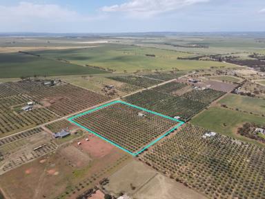 Acreage/Semi-rural For Sale - SA - Owen - 5460 - 10 acre lifestyle allotment with olive grove & self contained accommodation.  (Image 2)