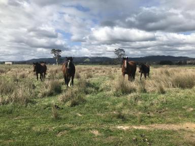 Livestock For Sale - VIC - Yinnar - 3869 - PRICE REDUCED!! 30 ACRES FARMLAND!!  (Image 2)