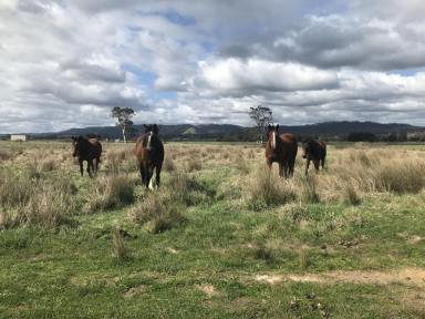 Livestock For Sale - VIC - Yinnar - 3869 - 30 ACRES FARMLAND - WITH AGISTMENT BUSINESS-INVESTMENT OPPORTUNITY  (Image 2)