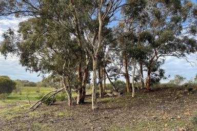 Other (Rural) Sold - WA - Morbinning - 6304 - Sandalwood Plantation and a Great Lifestyle Block reduced to $399k  (Image 2)