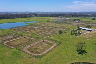 Livestock For Sale - NSW - Grafton - 2460 - Sunnybrook - Prime Clarence Riverfront Country  (Image 2)