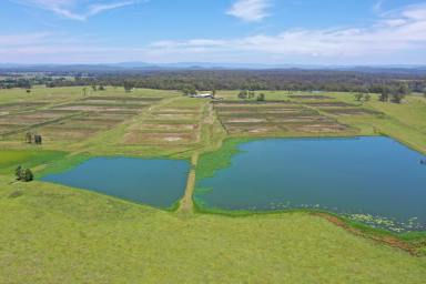 Livestock For Sale - NSW - Grafton - 2460 - Sunnybrook - Prime Clarence Riverfront Country  (Image 2)