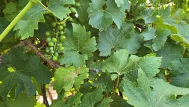 Viticulture For Sale - SA - Aldinga - 5173 - Large Scale Vineyard on 4 Titles  (Image 2)