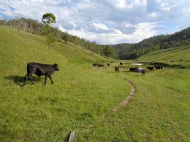 Mixed Farming Sold - NSW - Rocky River - 2372 - LEDERVILLE STATION  (Image 2)
