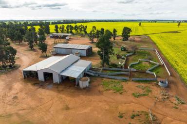 Other (Rural) For Sale - NSW - Matong - 2652 - In the heart of the Riverina  (Image 2)