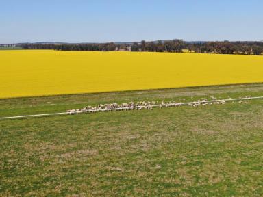Mixed Farming For Sale - NSW - Ardlethan - 2665 - Home of the Ardlethan Picnic Races  (Image 2)