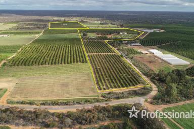 Horticulture For Sale - VIC - Colignan - 3494 - 24.28Ha (60 Acres ) Top Class Citrus Property  (Image 2)
