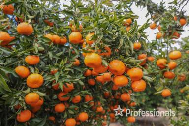 Horticulture For Sale - VIC - Colignan - 3494 - 24.28Ha (60 Acres ) Top Class Citrus Property  (Image 2)