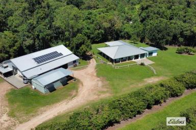 House For Sale - QLD - Dingo Pocket - 4854 - 50 acres of Tropical Fruit Farm with 3 bedroom home with 4 sheds  (Image 2)