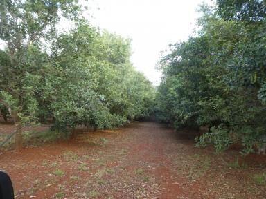 Horticulture For Sale - QLD - Doolbi - 4660 - MACADAMIA ORCHARD OR LIFESTYLE  (Image 2)