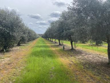 Horticulture For Sale - NSW - Berrigal - 2390 - Lifestyle, Income and Panoramic Proximity  (Image 2)