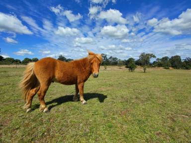 House For Sale - QLD - Booie - 4610 - UNDER OFFER *MORE PROPERTIES NEEDED PLS CALL 07 42425901  (Image 2)