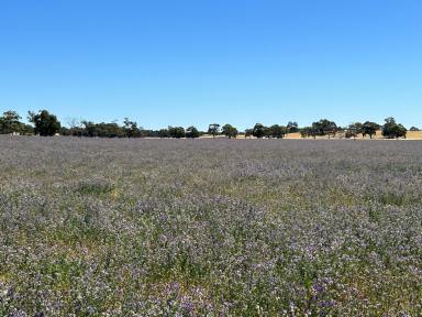 Mixed Farming For Sale - SA - Tintinara - 5266 - Quality Lucerne Grazing + 1,000 Acres Set Up for Seed Production (Image 2)