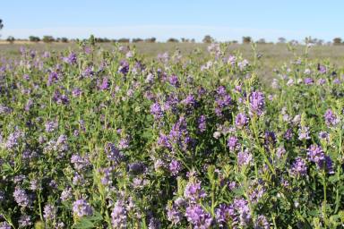 Mixed Farming For Sale - SA - Tintinara - 5266 - KOORINGAL  (Image 2)