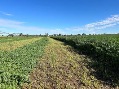Mixed Farming For Sale - SA - Tintinara - 5266 - Quality Lucerne Grazing + 1,000 Acres Set Up for Seed Production (Image 2)