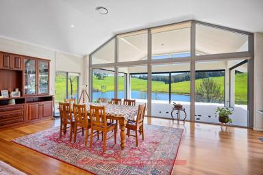Livestock For Sale - WA - Thomson Brook - 6239 - OUT OF THE ORDINARY & EXTRAORDINARY  (Image 2)