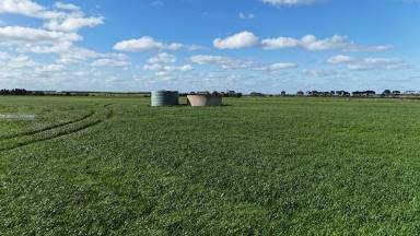 Cropping For Sale - VIC - Eurack - 3251 - EXCELLENT COLAC DISTRICT ACREAGE  (Image 2)