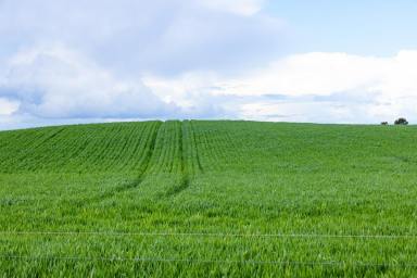 Cropping For Sale - VIC - Eurack - 3251 - HIGH CALIBRE COLAC DISTRICT COUNTRY  (Image 2)