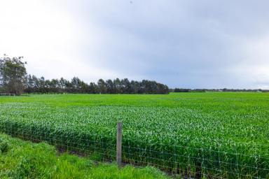 Cropping For Sale - VIC - Eurack - 3251 - HIGH CALIBRE COLAC DISTRICT COUNTRY  (Image 2)