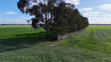 Cropping For Sale - VIC - Eurack - 3251 - EXCELLENT COLAC DISTRICT ACREAGE  (Image 2)