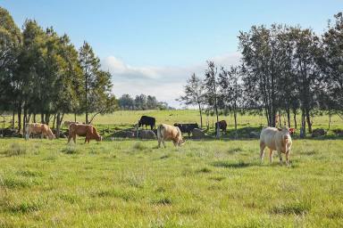 Livestock For Sale - VIC - Eurack - 3251 - HEALTHY VERSATILE COLAC DISTRICT COUNTRY  (Image 2)