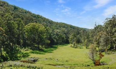 Lifestyle For Sale - NSW - Sweetmans Creek - 2325 - Peaceful Hidden Valley  (Image 2)