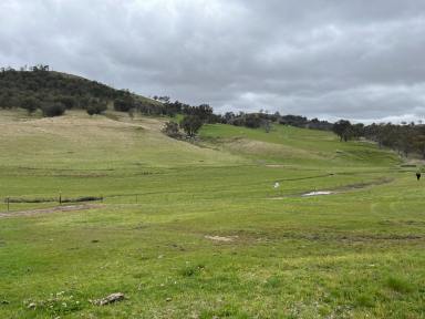 House Leased - NSW - Tamworth - 2340 - Horse Haven at Bendemeer  (Image 2)